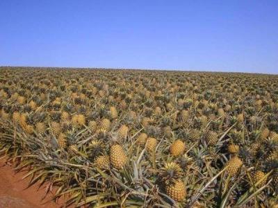 ananas.jpg