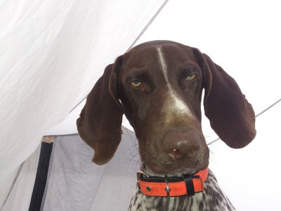 DSC_0388 м.jpg (112.6 КБ) Просмотров: 18498 DSC_0388 м.jpg