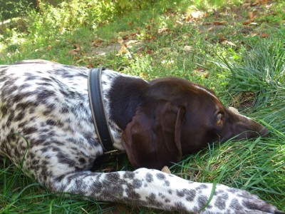 DSC_0246 м.jpg (229.97 КБ) Просмотров: 16830 DSC_0246 м.jpg